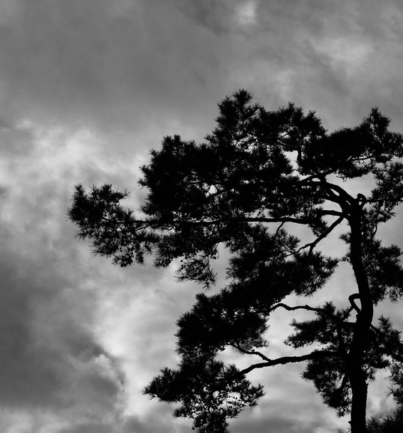 Korean pine, Pine, black and white photo - Photo, Image