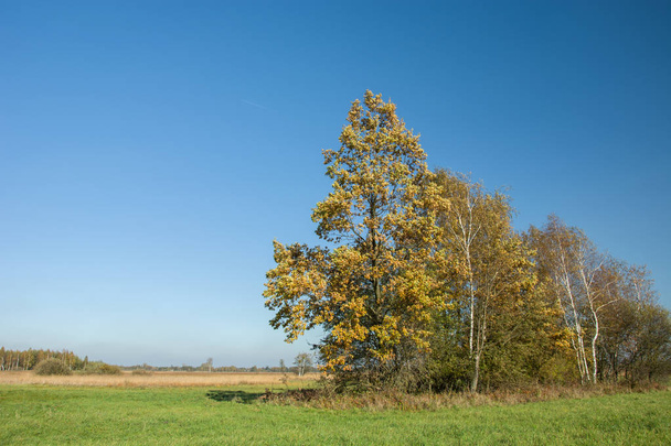 Autumnal trees on a green meadow against the background of a cloudless sky - 写真・画像