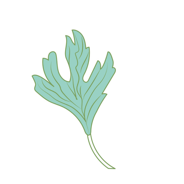 коріандр трави до приправи їжі Векторні ілюстрації
 - Вектор, зображення