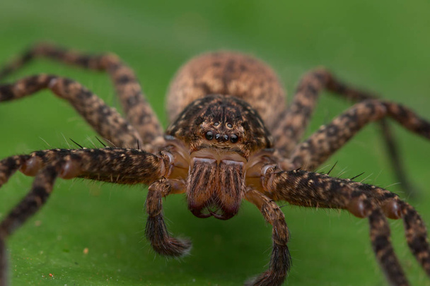 Bella ragno in Sabah, Borneo, Ragno del Borneo, ragno hunstman su foglia verde
 - Foto, immagini
