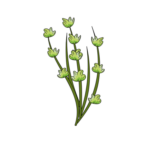 papaver plant ingrediënt voor kruiderij van voedsel vector illustratie - Vector, afbeelding