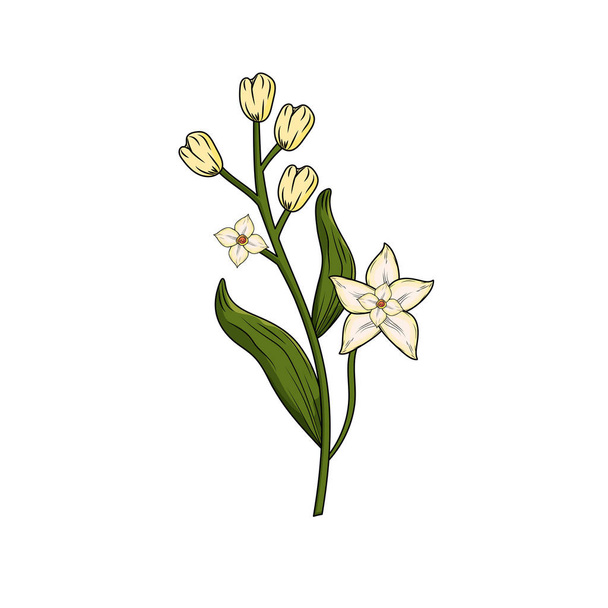 chamomile plant ingredient to condiment of food vector illustration - Vektor, obrázek