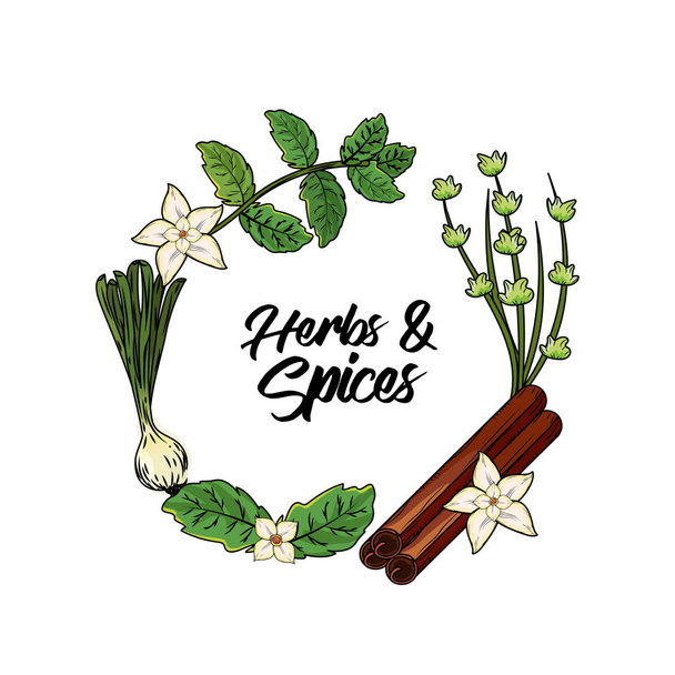 herbs and spices plants and organ food vector illustration - Vektor, kép