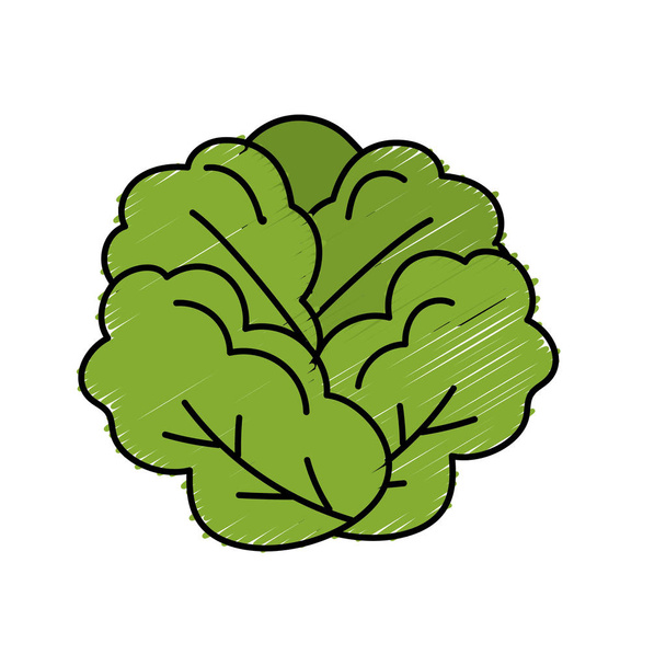 köstliche und gesunde Salat Gemüse Vektorillustration - Vektor, Bild