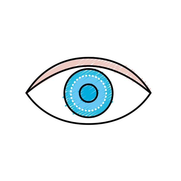 eye human anaomy to optical graphic vector illustration - Vector, Image