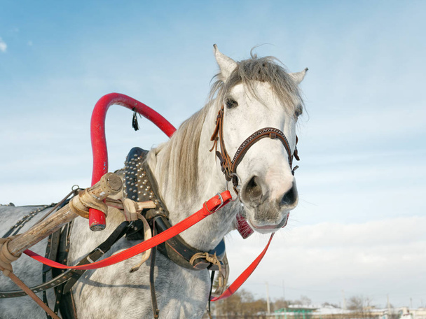 caballo gris en arnés de cerca al aire libre en invierno 5
 - Foto, Imagen