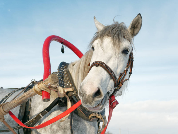 cheval gris dans harnais fermer à l'extérieur en hiver 5
 - Photo, image