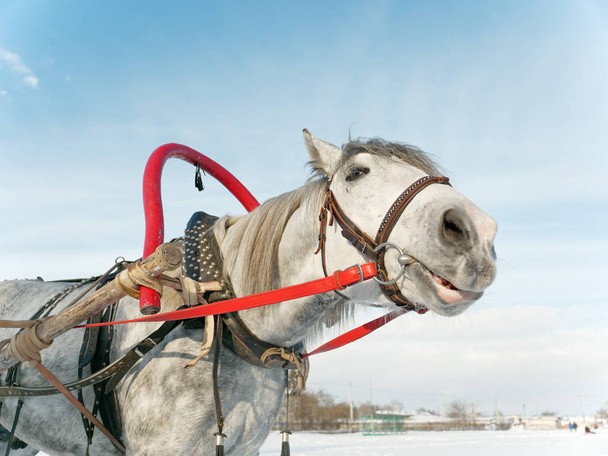 серый конь в упряжке закрыть на открытом воздухе зимой 5
 - Фото, изображение