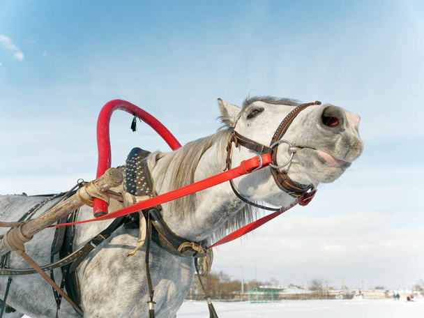 серый конь в упряжке закрыть на открытом воздухе зимой 5
 - Фото, изображение