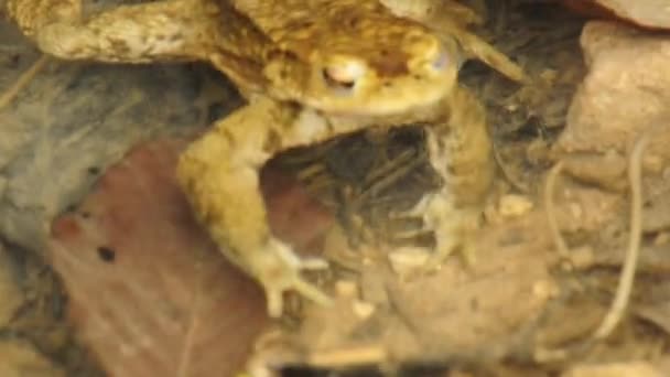 κοινή βάτραχος - Πλάνα, βίντεο