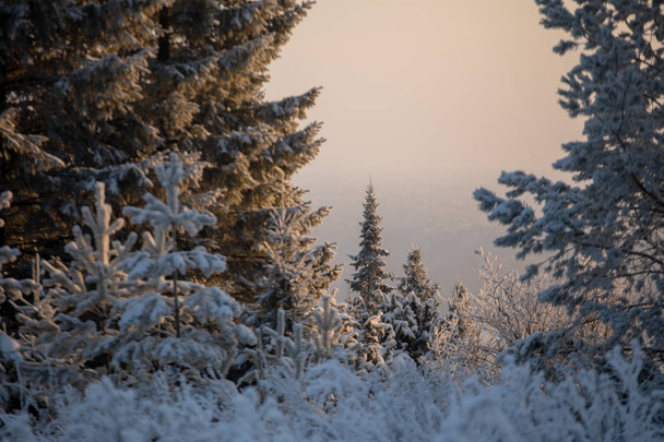 Winter landscape. Frosty sunny day in winter. Forest under white snow. - Fotografie, Obrázek