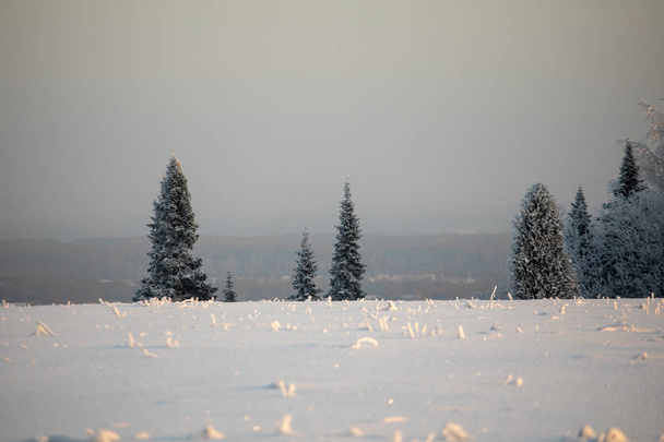 Winter landscape. Frosty sunny day in winter. Forest under white snow. - Foto, afbeelding