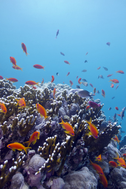 coral reef with hard corals and exotic fishes anthias at the bottom of tropical sea - Photo, Image