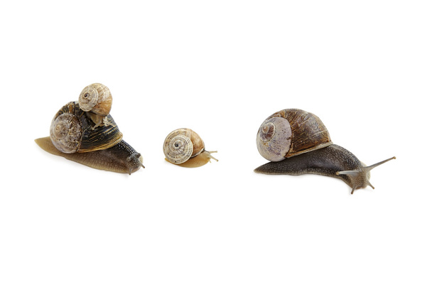 Family of snails. - Photo, Image