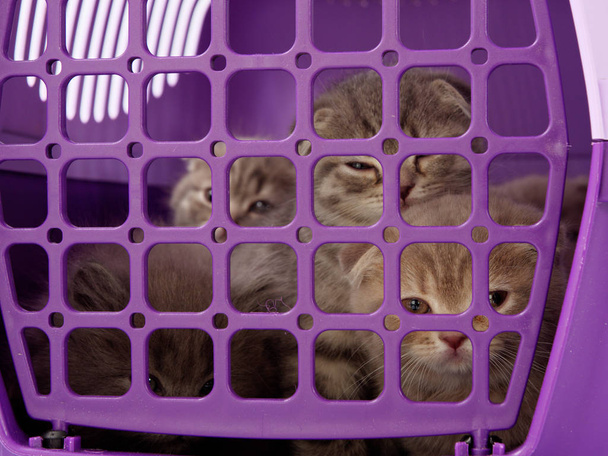 pienet kissanpennut istuvat lemmikkieläinten kantajassa 5
 - Valokuva, kuva