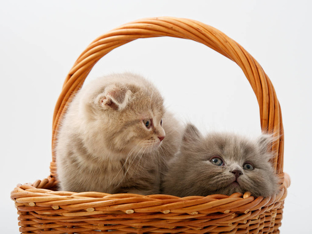 hauska pieni skotlantilainen kissanpentu istuu sisällä paju kissa talo
 - Valokuva, kuva