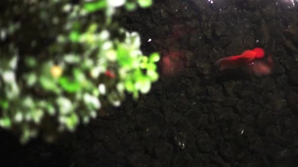 Pesce rosso nuoto con sfondo nero - Filmati, video