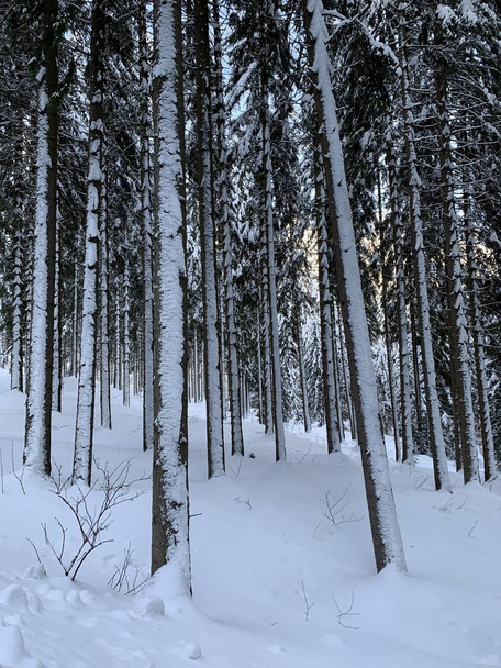 Foresta invernale con grande neve. Tronchi d'albero coperti di neve - Foto, immagini