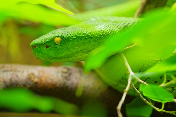 Lähikuva Valkoinen huuli Vihreä Pit Viper käärme (trimeresurus albolabris) luonnossa
 - Valokuva, kuva