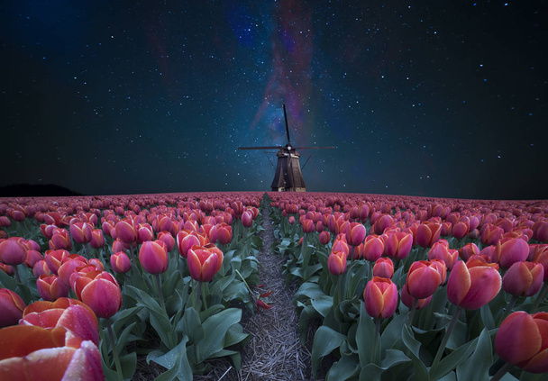 Night field of tulips and windmill. Landscape with stars and flowers. Traditional Holland view - Foto, Imagem
