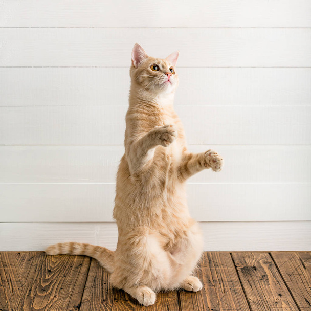 Czerwony kot stoi na jego tylne nogi, białe drewniane tła - Zdjęcie, obraz