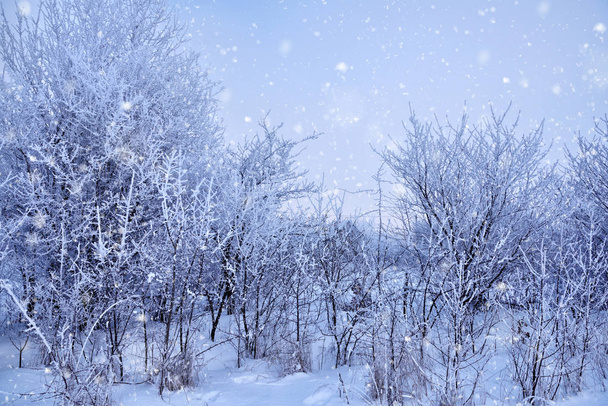Bela paisagem de inverno com neve caindo. Fundo de inverno natural com árvores congeladas
 - Foto, Imagem