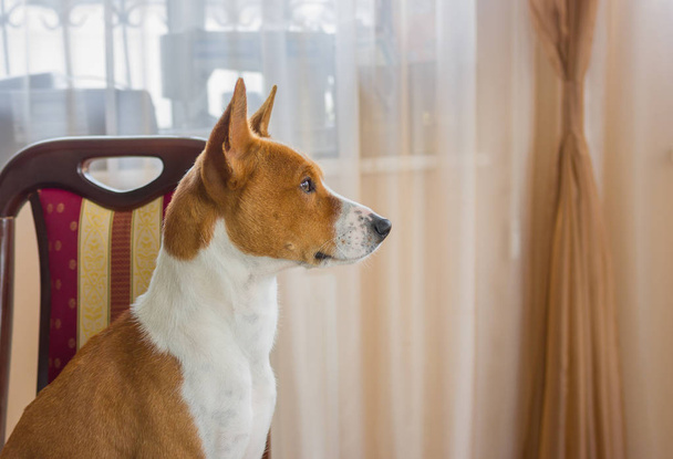Innenporträt des Basenji Hundes (Seitenansicht)) - Foto, Bild