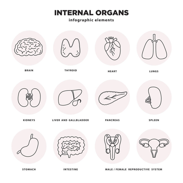 Inwendige organen pictogramserie. Menselijke organen infographic elementen in lijn ontwerp geïsoleerd op een witte achtergrond. Hersenen, schildklier, hart, longen, lever, nieren, alvleesklier, maag, darm, voortplantingsorganen - Vector, afbeelding