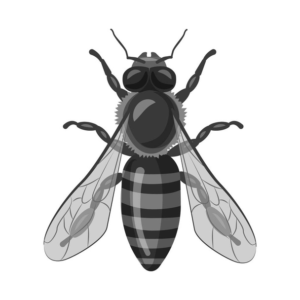 Böcek ve sinek logosu yalıtılmış nesne. Böcek ve öğe vektör simgesini hissenin topluluğu. - Vektör, Görsel