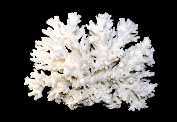 Koral biały na białym tle na czarny bacground - Zdjęcie, obraz