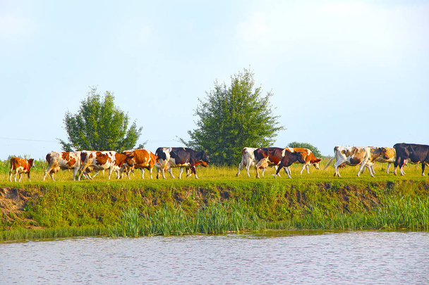 Vacas pastando en pastizales verdes en verano. Paisaje con cielo nublado y vacas pastando en prado cerca del lago. Vacas comiendo hierba verde cerca del lago. Panorama con lago y animales de granja
 - Foto, imagen