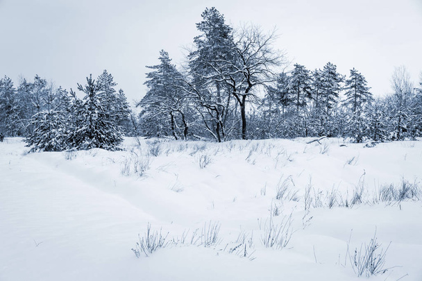 Winterwiese unter Schnee im Wald - Foto, Bild