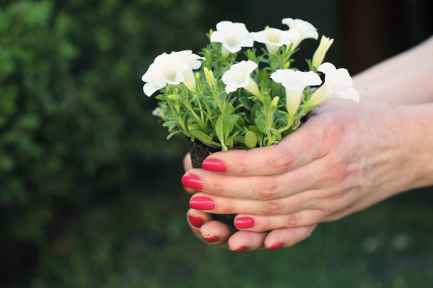 Bush de pétunia blanc dans les mains des femmes
 - Photo, image
