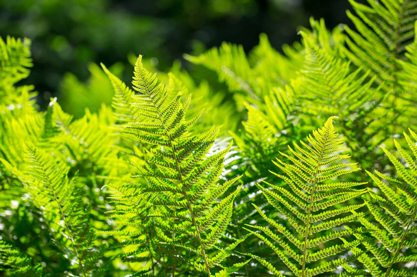 Beautyful ferns leaves, natural floral fern background in sunlight. - Photo, Image