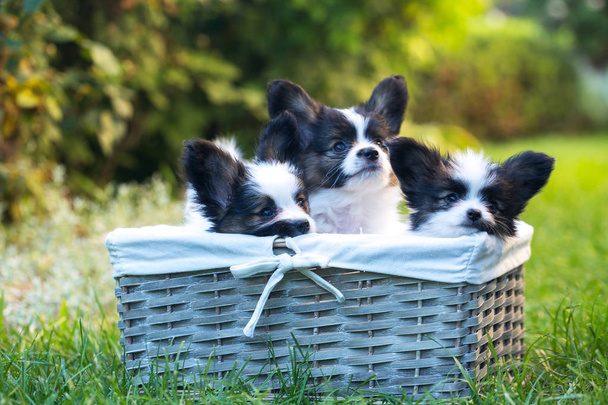 Hermosos cachorros de la raza Papillon en el jardín de verano
 - Foto, Imagen