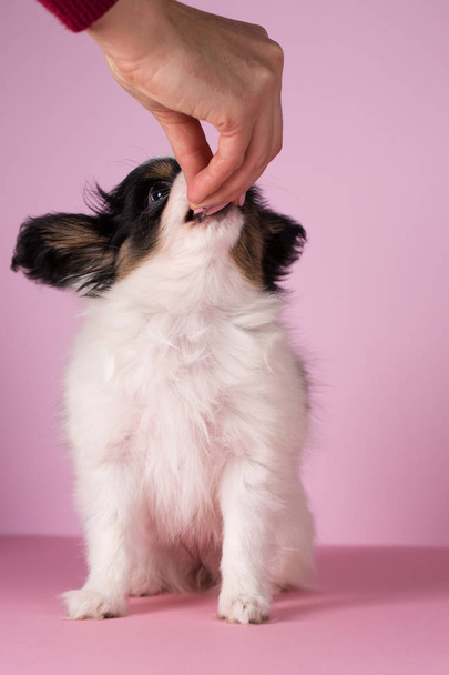 Puppy of papillon breed on a pink background - Foto, Bild