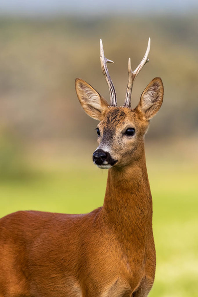 Portrait of a roe deer, capreolus capreolus, buck in summer. - Photo, Image