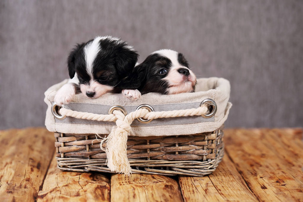cachorros de raça pequena Papillon em uma cesta de vime
 - Foto, Imagem