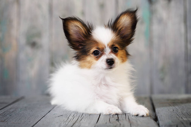 Portrét roztomilé malé štěně Papillon na dřevěné pozadí - Fotografie, Obrázek