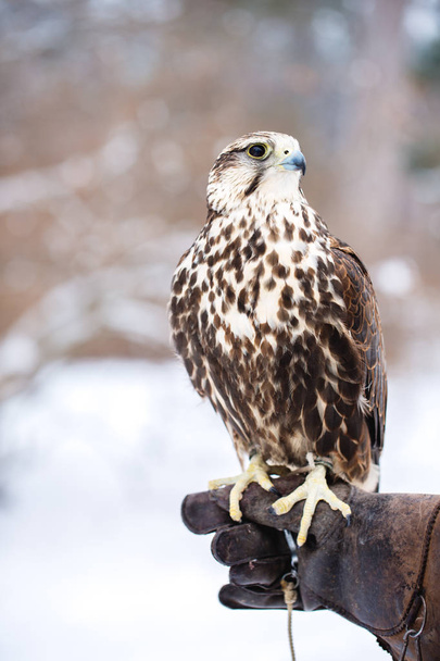 Falcon sits on a gloved hand in winter - Photo, Image