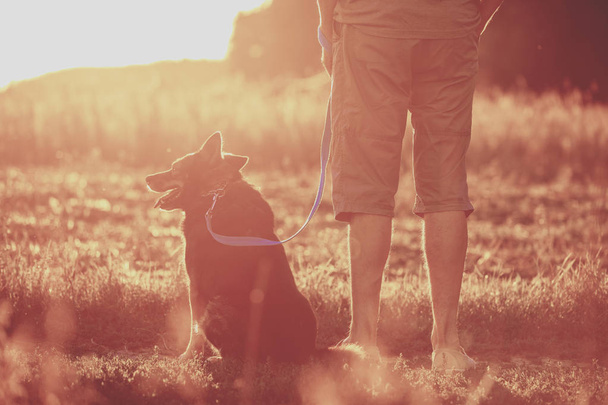 A man walking with a dog in the field at sunset. The man holding the dog on a leash - Photo, image