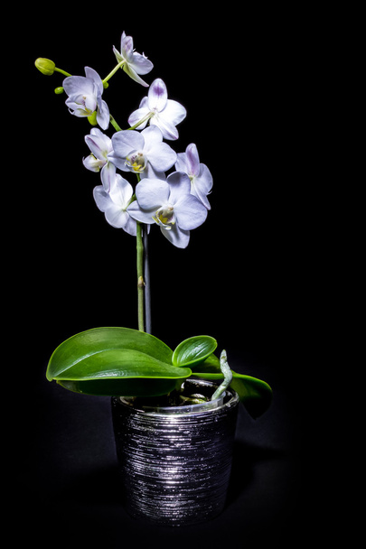 white orchid - Фото, зображення