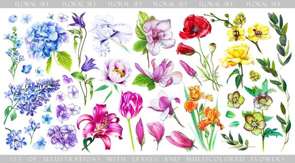 Set with multicolored flowers and floral elements for create your design. Illustration of blue hydrangea and lilac, pink lily and tulip, yellow rose, orchid, blooming magnolia and red poppy. - Photo, Image