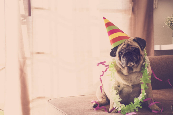 Festa di carnevale o anniversario di compleanno per speciale divertente vecchio cane carlino
  - Foto, immagini