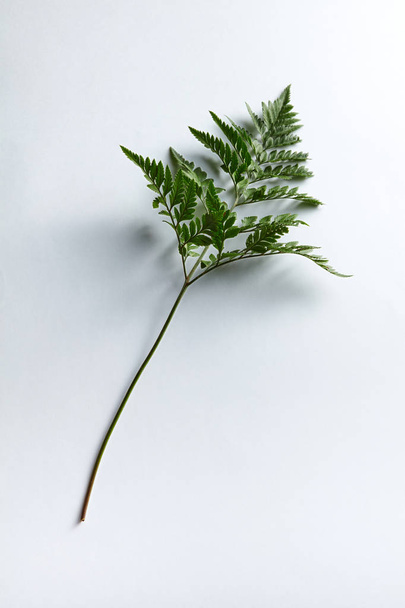 A branch of fresh fern presented on a gray background with space for text. Foliage layout. Top view - Foto, afbeelding