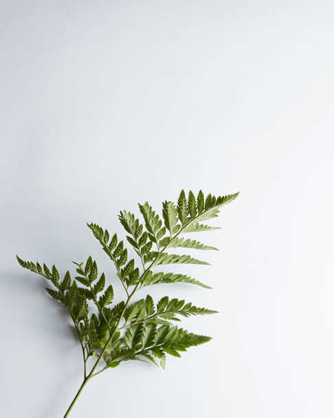 Fresh fern leaf on gray background with copy space. Natural layout. Top view - Photo, image