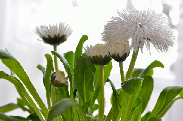 weiße Gänseblümchen blühten vor einem Hintergrund grüner Blätter. Pomponette weiß, bellis perennis. - Foto, Bild