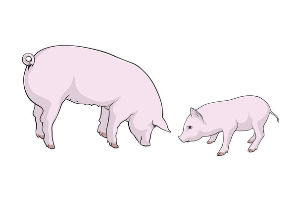 Prasata. Dvě prasata, velké i malé. Vektorové ilustrace - Vektor, obrázek