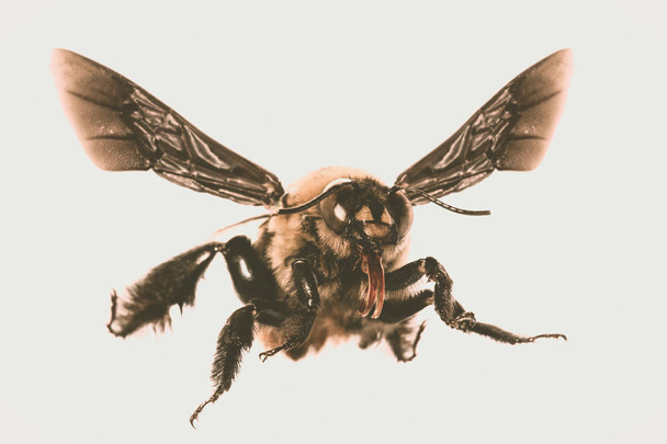 Изображение пчел на белом фоне, пчела на спине летит и другие детали, макрофотография насекомых - Фото, изображение