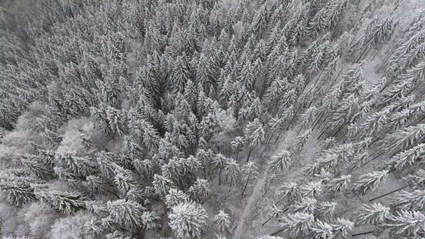 κατεψυγμένα πολύ όμορφα δέντρα. Χειμερινό παραμύθι. Τοπίο να θαυμάσετε. Εξαιρετικό βουνά - Φωτογραφία, εικόνα